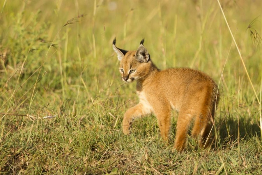Caracal (Felis caracal)