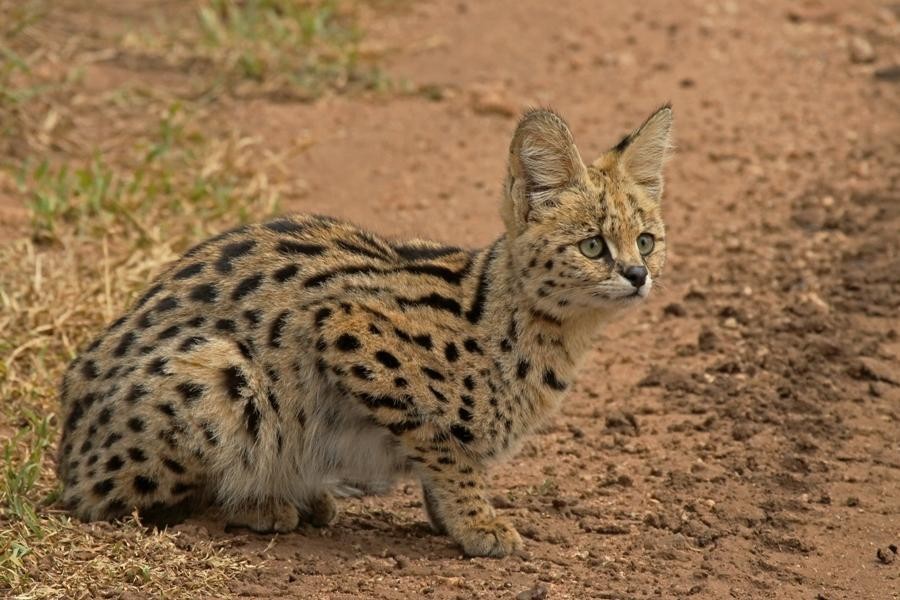 Serval (Felis serval)