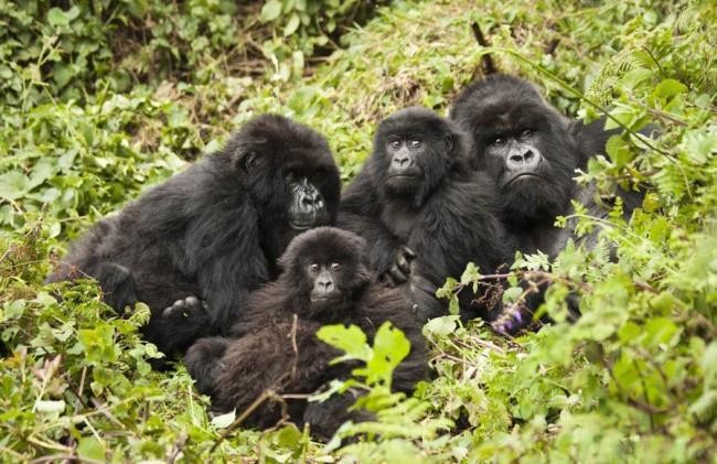 Gorillas Trekking