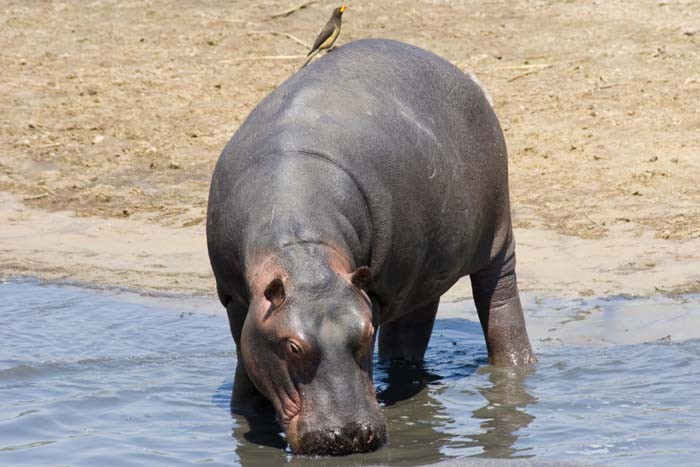 Safari to Katavi National Park - 4 days tour - western side of Tanzania