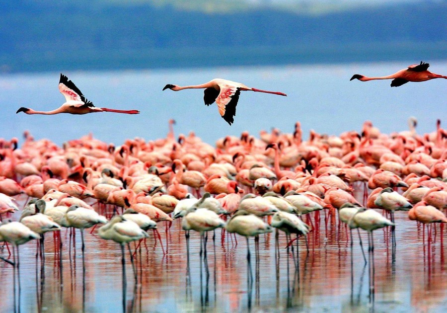 Bird Watching  in Lake Manyara National Park