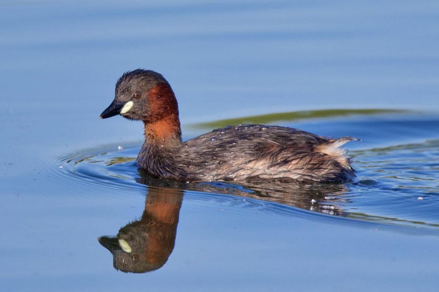 Bird watching in Arusha National Park