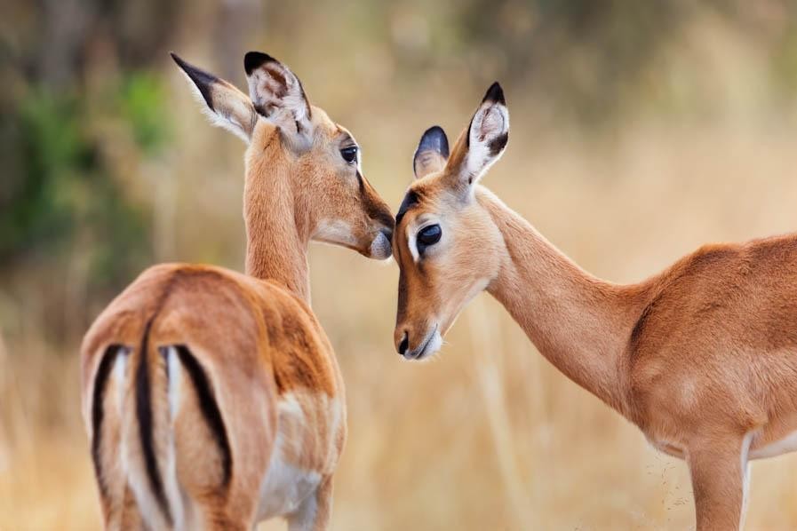 Impala (Aepyceros melampus) 