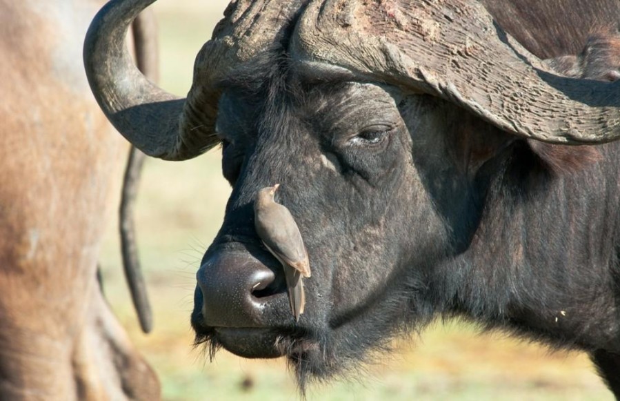 Karibu Southern Tanzania - 7 Day Driving Safari