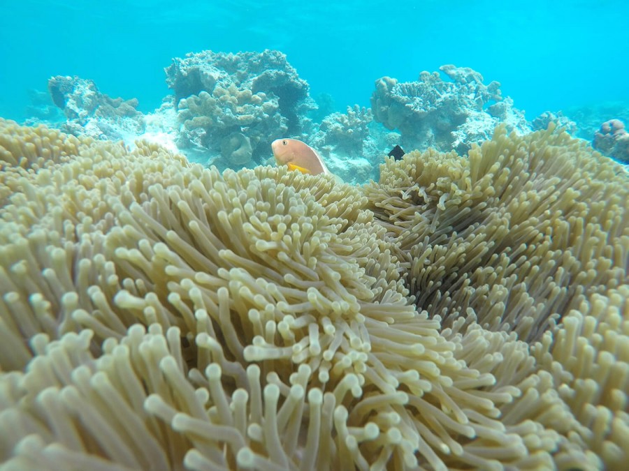 Mnemba island snorkelling experience