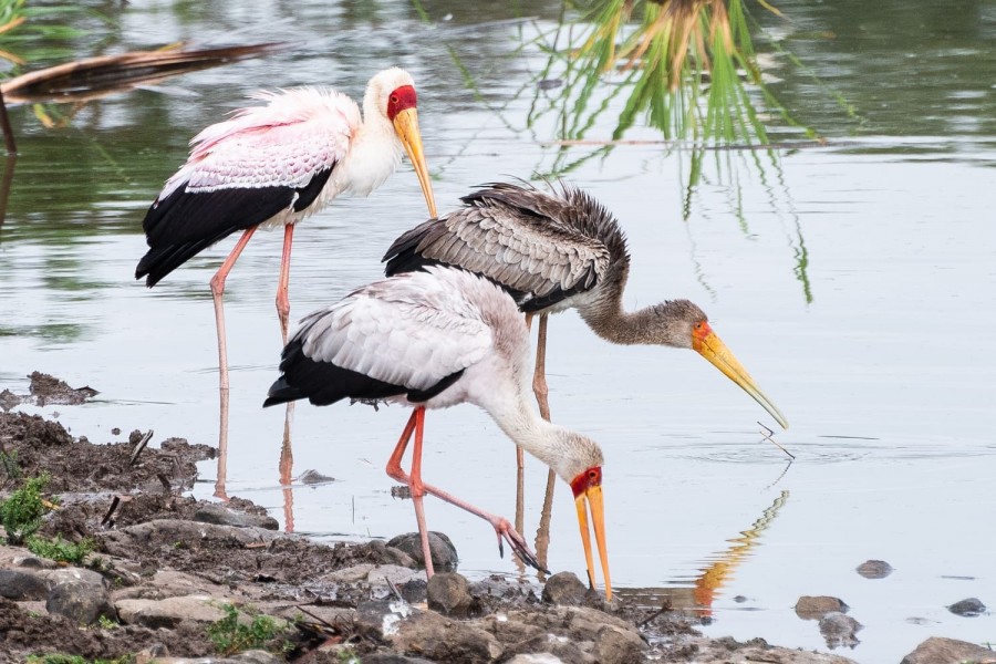 Nairobi National Park