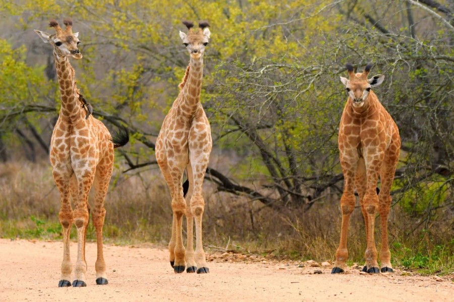 FAMILY SAFARI - Serengeti Highlights of Tanzania