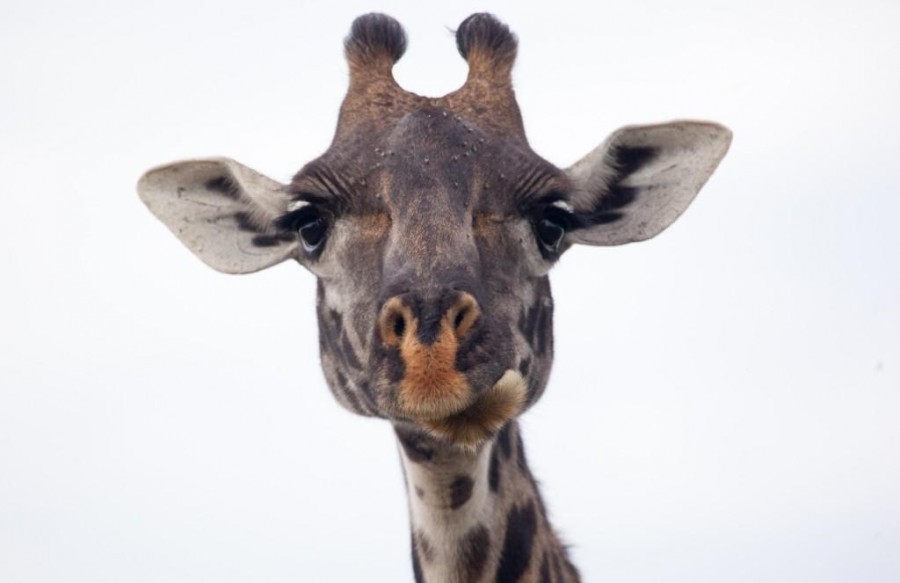 Giraffe