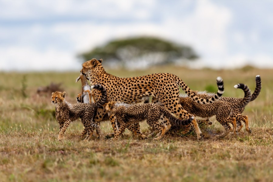 Masai Mara