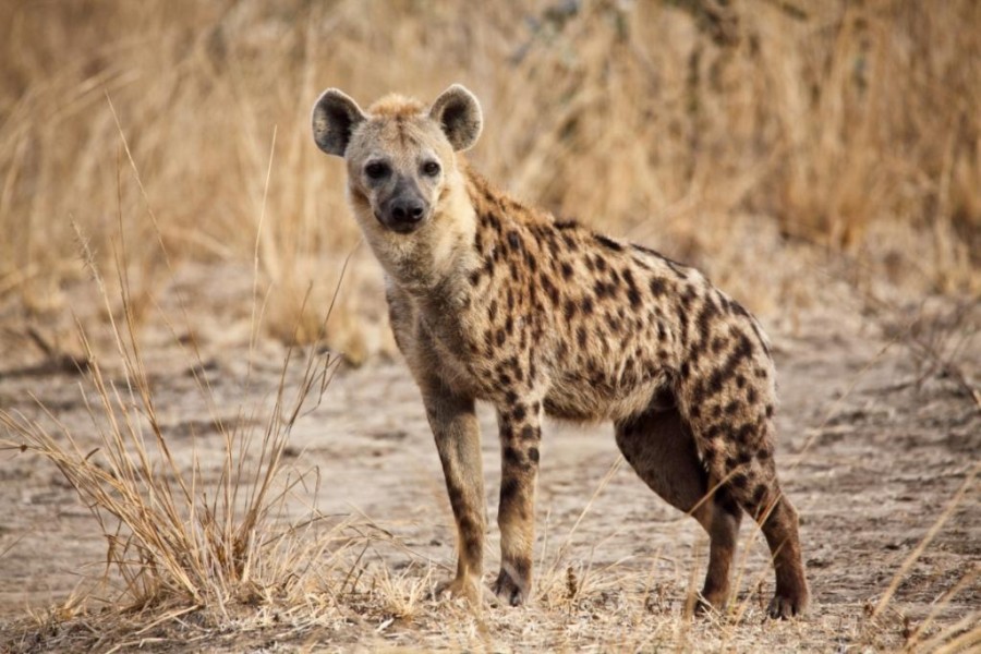 Spotted Hyena (Crocuta crocuta)
