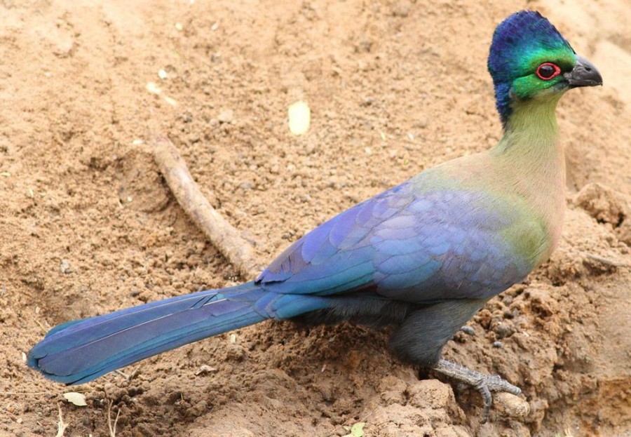 Bird watching in Ruaha National Park