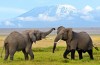 Amboseli National Park