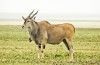 Serengeti National Park, Kudu