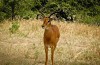 Tarangire National Park