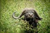 Ngorongoro Crater