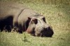 Ngorongoro Crater