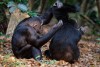 Gombe Stream National Park