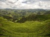 Tea Plantation 