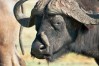 Ruaha National Park