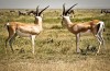 Serengeti National Park