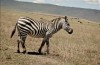 Ngorongoro Crater