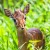 Safari iz Zanzibarja - 2 dni - Tarangire nacionalni park