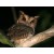 Bird watching in Eastern Arc Mountains