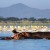 Two Days in Lake Nakuru National Park and Lake Naivasha - Trip from Nairobi