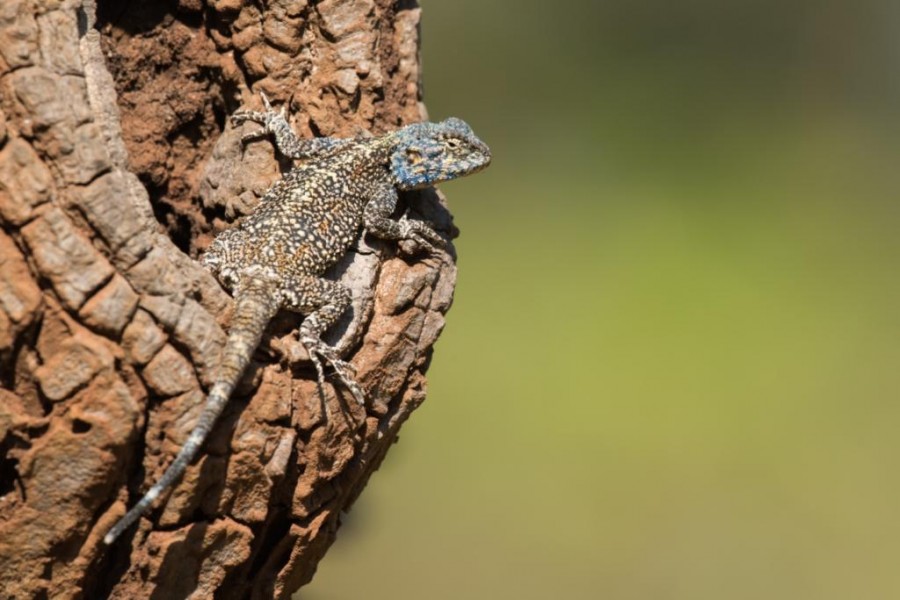 Agama Lizard (Agama Agama)