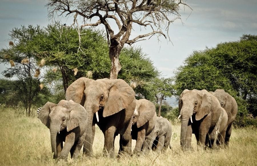 Tarangire National Park