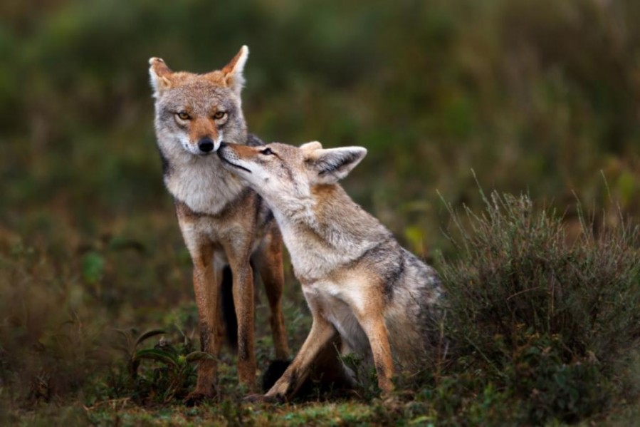 Golden Jackal (Canis aureus)