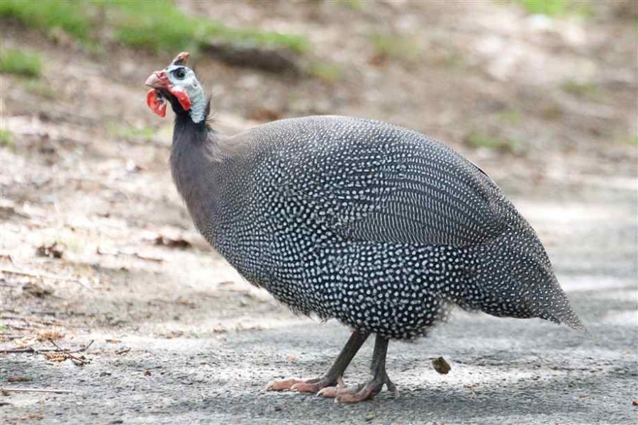 Bird watching in Mkomazi National Park