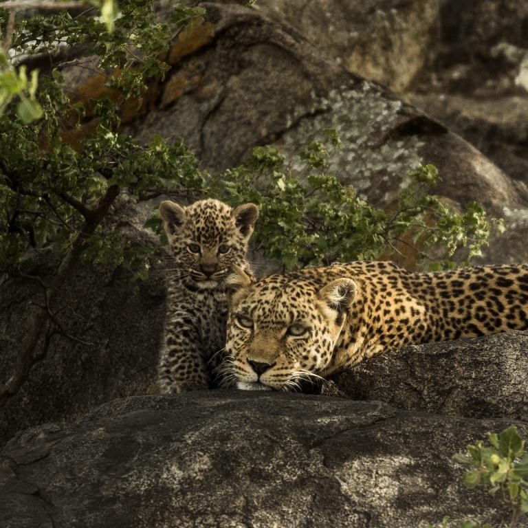 Leopard (Panthera pardus)
