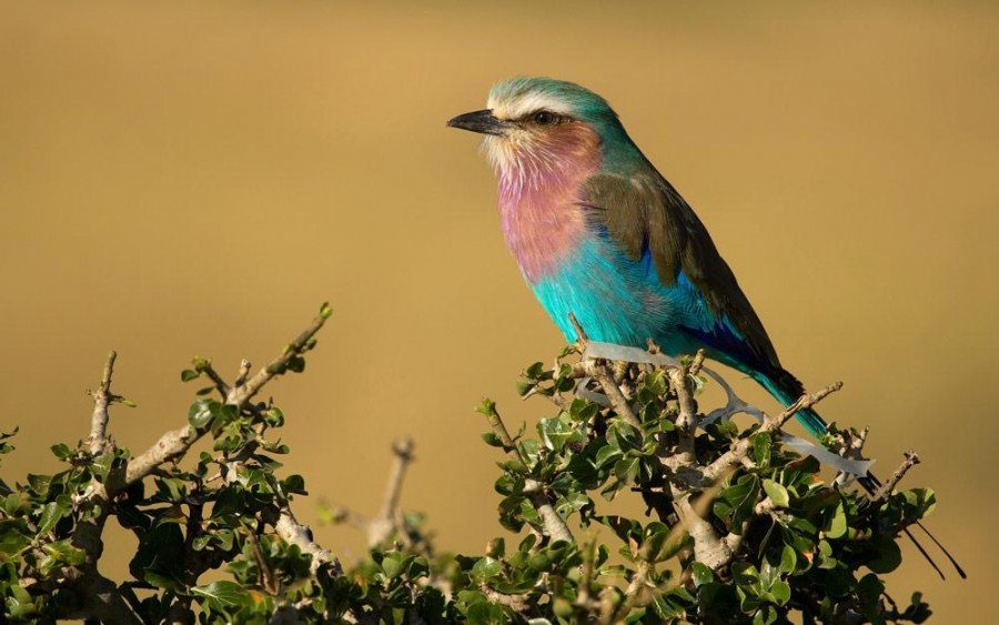 Bird watching in Serengeti National Park