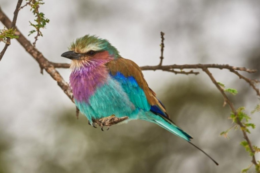 Lilac-Breasted Roller (Coracias caudatus)