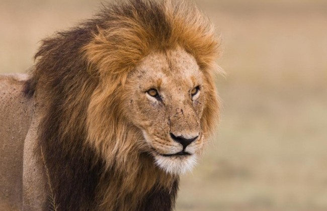 Lion (Panthera leo)