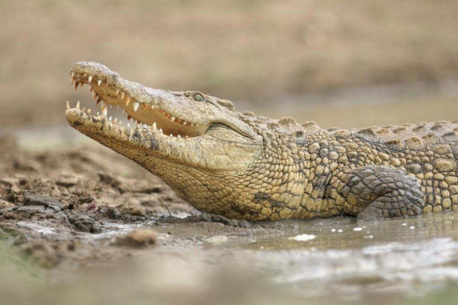Nile crocodile (Crocodylus niloticus)