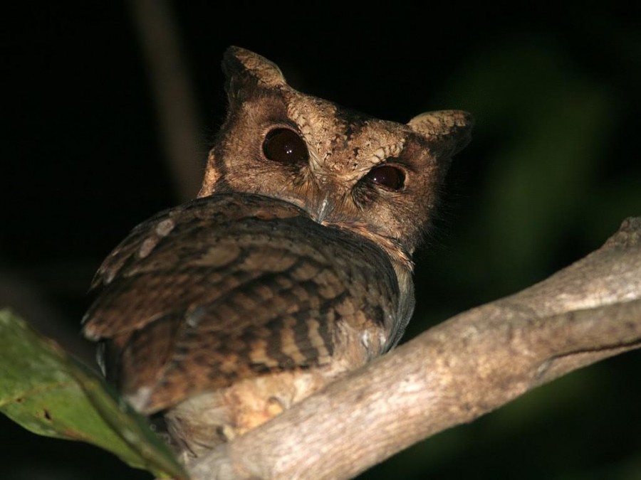 Bird watching in Eastern Arc Mountains