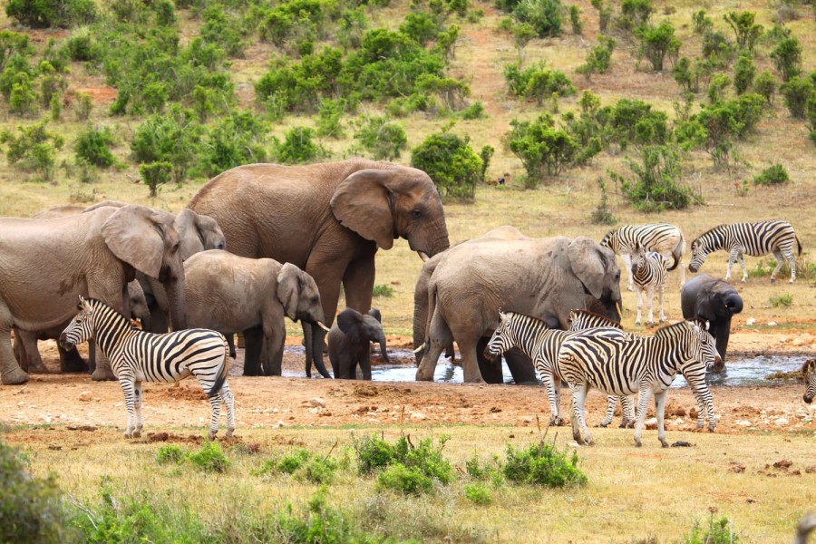 Addo Elephant National Park