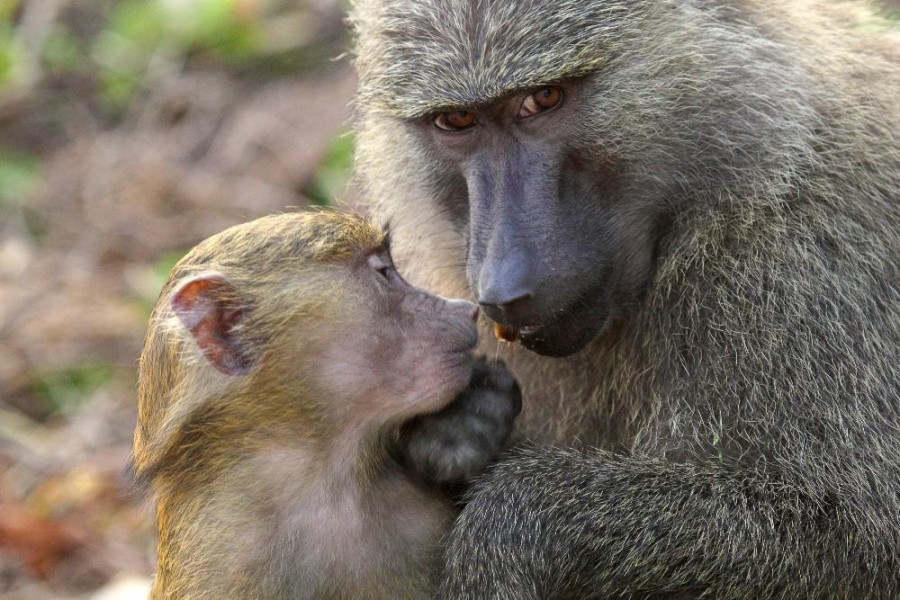 Safari to Gombe National Park - 4 days tour - western side of Tanzania