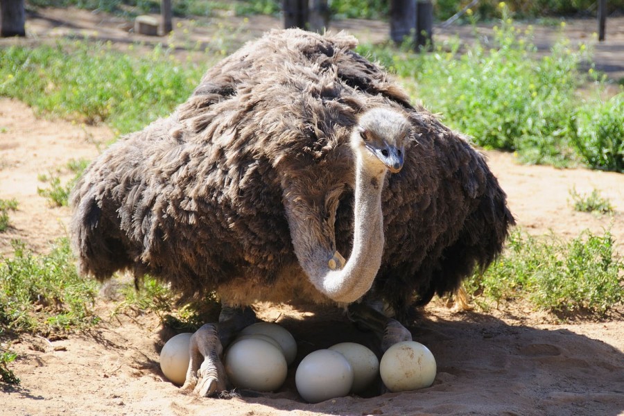 Ostrich Farm