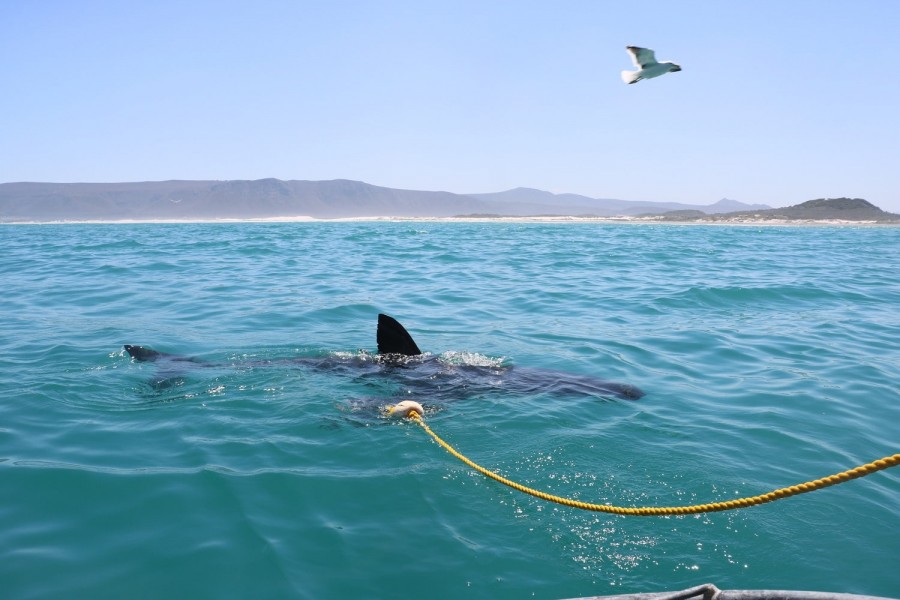 Diving with sharks