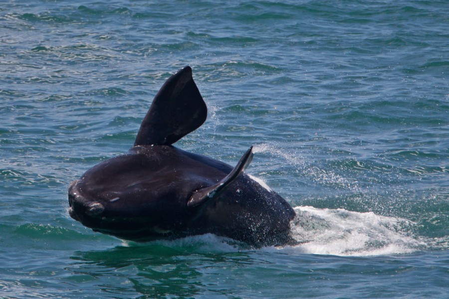 Marine experience in Cape Town