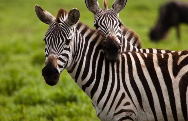 Zebra (Equus burchelii)