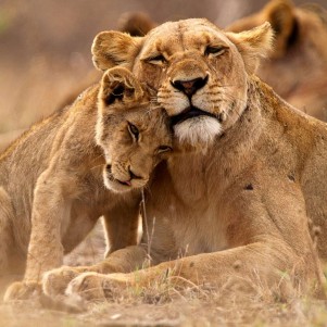 Четырехдневное сафари в парке Крюгер