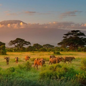 Один день в Национальном Парке Амбосели - Поездка из Найроби