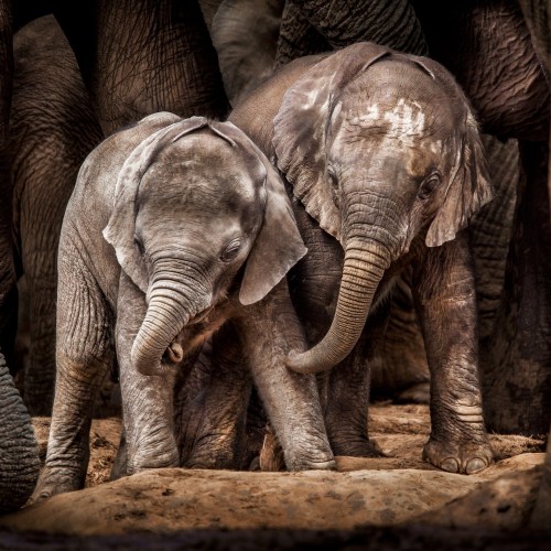 Addo Elephant National Park