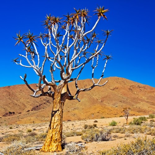 Richtersveld Transfrontier