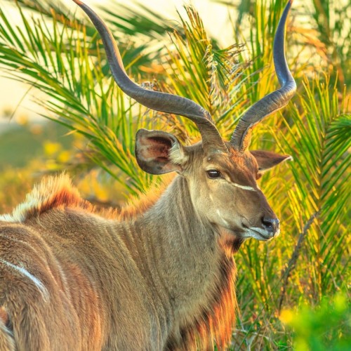 iSimangaliso Wetland Park