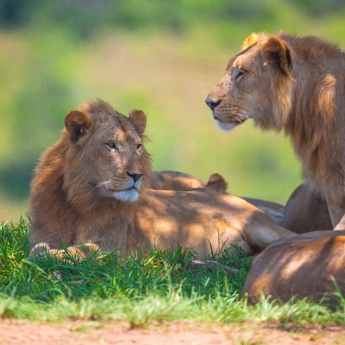 Hluhluwe-Imfolozi Park